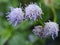 Tiny mimosa flower close up