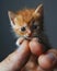 tiny miniature baby cat on a human finger , blurred background