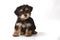 Tiny Miniature Teacup Yorkie Puppy on White Background