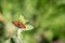 Tiny mint moth with its wings spread, sitting on a plant