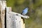 Tiny mountain bluebird on birdhouse