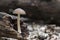 A tiny mushroom