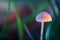 Tiny mushroom among grass