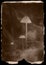 Tiny mushroom specimens in the style of a vintage sepia toned photograph