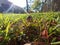 Tiny mushroom sunshine photobomb grass