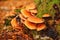 Tiny Mushrooms Flourishing Amidst Lush Green Moss