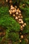 Tiny Mushrooms Flourishing Amidst Lush Green Moss