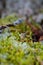 Tiny mushrooms on green moss