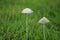 Tiny Mushrooms Growing in the Grass