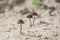 Tiny mushrooms sprouting from dry soil