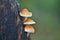 Tiny mushrooms on wood