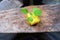 Tiny mustard greens grow on a sponge