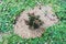 Tiny native Australian callistemon plant surrounded by native ground cover grass  in sunny backyard