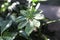 Tiny new growth leaves on a dwarf umbrella tree