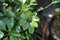 Tiny new growth leaves on a dwarf umbrella tree