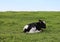 Tiny newborn Holstein calf lying in the meadow