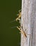A tiny newly hatched Carolina mantid nymph on a wooden post