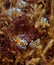 Tiny Nudibranch Trinchesia in the deep