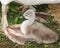 Tiny one week old baby Mute swan lying down on his mother`s webbed foot