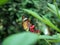 A tiny orange butterfly is among trees with tiny red flowers.