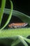 Tiny orange leafhopper perched on the stem.