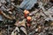 Tiny Orange Mushrooms Nestled In A Bed of Leaves Cantharellus c