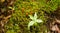 Tiny orange mushrooms in a patch of green moss