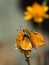 Tiny Orange Skipperling Butterfly Macro