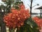 Tiny  orange tropical flowers in cluster form, Ixora javanica Blume, West indian jasmine