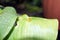 Tiny orchid in the center of a leaf