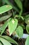 Tiny orchid in the center of a leaf