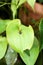 Tiny orchid in the center of a leaf