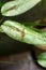 Tiny orchid in the center of a leaf