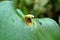 Tiny orchid in the center of a leaf