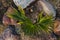 Tiny palm plant outdoor in sunny backyard from top down perspective