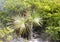 Tiny Palm Tree On Bahamian Island