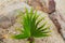 Tiny palm tree leaf growind low on the ground before developing into a tree