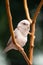 Tiny parrot parakeet white Forpus bird Pacific Parrotlet rest on branch