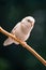 Tiny parrot parakeet white Forpus bird Pacific Parrotlet rest on branch