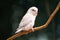 Tiny parrot parakeet white Forpus bird Pacific Parrotlet rest on branch