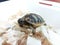 Tiny pet tortoise baby testudo
