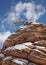 A tiny pine growing on the top of a red sandstone hoodoo and bent by the weather carries a few clumps of snow