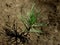 Tiny pine tree seedling