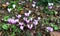 Tiny pink Cyclamen flowers