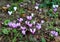 Tiny pink Cyclamen flowers