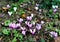 Tiny pink Cyclamen flowers