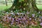 Tiny pink Cyclamen flowers