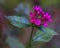 Tiny pink flowers in a garden in Kibbutz Kfar Glikson northwest Israel