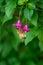 Tiny pink fuchsia blooms being pollinated by a honey bee, as a nature background