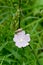 Tiny Pink Geranium Flower